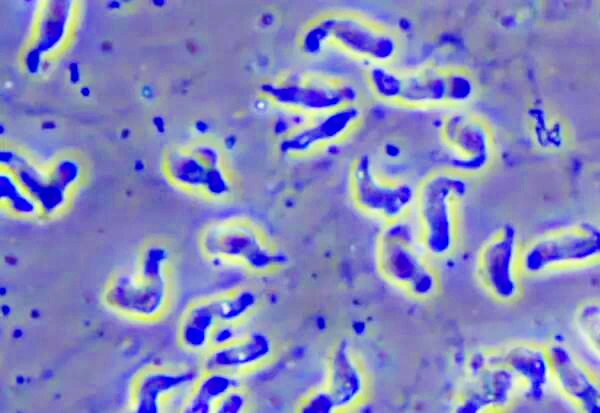 virus clr