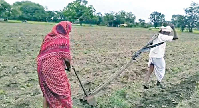 agricultural