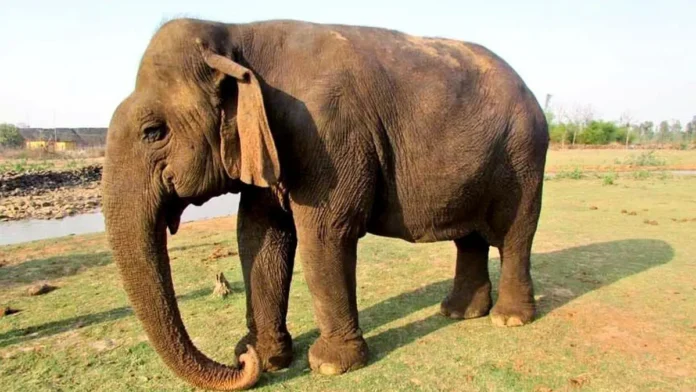 elephant