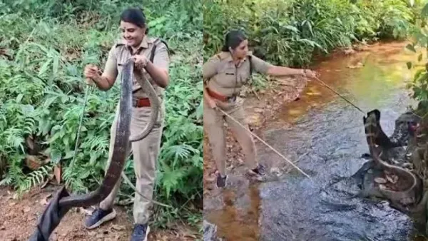 snake