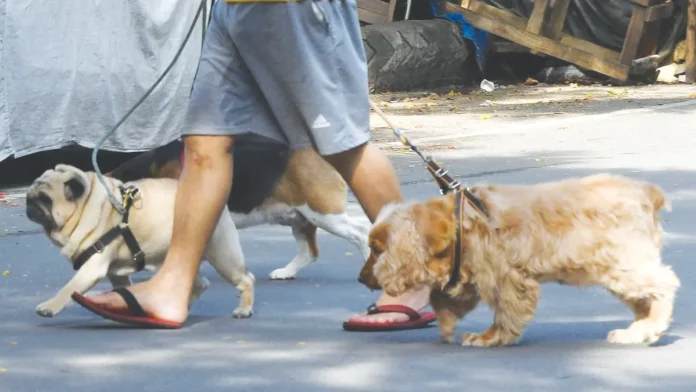 dog