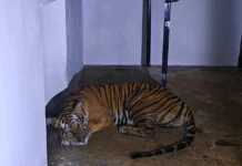 ஆட்கொல்லி புலி சிக்கியது