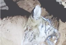 மாதேஸ்வரா மலையில் புலி கொலை