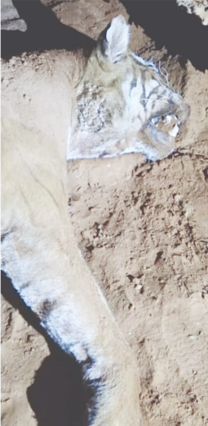 3moffusil lead photo1a