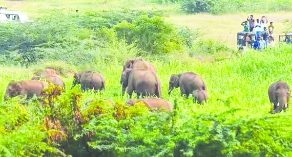 elephant