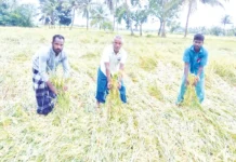 மழையால் வயலில் சாய்ந்த 500 ஏக்கர் குறுவை பயிர்கள்