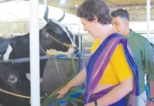 கேரளாவில் ஆலியா பட் பசுவை பார்வையிட்ட பிரியங்கா காந்தி