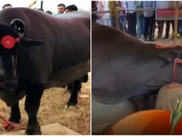 இன்சூரன்ஸ் படுகொலை? ரூ.21 கோடி மதிப்புள்ள எருமை திடீர் மரணம்