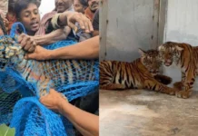 மைசூர் அருகே பிடிபட்ட 4 புலிக்குட்டிகள் சாவு