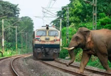 ரயில் மோதி 8 யானைகள் பலி