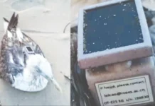 கர்நாடக கடற்கரையில் பிடிபட்ட பறவை