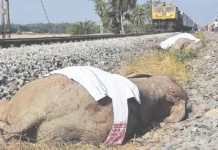 8 யானைகள் உயிரிழப்பு: அறிக்கை சமர்ப்பிக்க மத்திய அரசு உத்தரவு