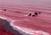ரத்த மழை? ஈரானில் திடீரென சிவப்பு நிறமாக மாறிய கடல்!