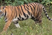 சாமராஜநகரில் மேலும் ஒரு புலி பிடிபட்டது