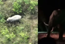 பெண்ணை மிதித்து கொன்ற யானை பிடிக்கப்பட்டது