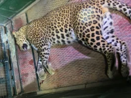 சிக்கியது சிறுத்தை – மக்கள் நிம்மதி