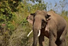 காட்டு யானை தாக்கி காவலாளி பலி