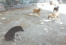 பிஹாரில் பள்ளி ஆசியர்களுக்கு தெருநாய் கணக்கிடும் பணி