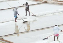 தூத்துக்குடி உப்பளங்களில் ஜிப்சம் எடுக்கும் பணி தீவிரம்