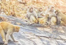 சட்டசபை வளாகத்தில் குரங்குகள்; விரட்ட மிமிக்ரி செய்வோர் நியமிக்க முடிவு