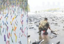 வானத்தில் இருந்து பெய்யும் மீன்கள் மழை அதிசயத்தின் உண்மை இதுவே