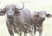 ராஜஸ்தானில் ஒரு எருமைக்கு உரிமை கோரிய 2 பேர்