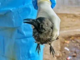 பறவைக் காய்ச்சல்: சென்னையில் காகங்கள் உயிரிழப்பு