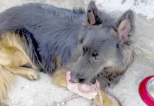 காஷ்மீரில் தீவிரவாதிகளின் மறைவிடத்தைக் காட்டிய மோப்ப நாய் ‘டைசன்’