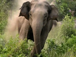 காட்டு யானைகள் தாக்குதல்