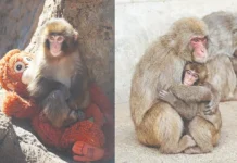 யால் கைவிடப்பட்டு மீண்டும் கூட்டத்தில் இணைந்த குட்டிக் குரங்கு