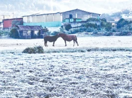 ஊட்டியில் உறைபனியால் இயல்பு வாழ்க்கை பாதிப்பு