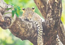 சிக்கிய பெண் சிறுத்தை உயிரிழப்பு