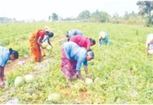 தர்ப்பூசணி மகசூல் அமோகம்: விவசாயிகள் மகிழ்ச்சி