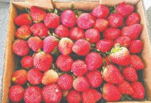 கட்சிரோலி பகுதியில் ஸ்ட்ராபெர்ரி சாகுபடி அதிக லாபம் தந்துள்ளதாக விவசாயிகள் மகிழ்ச்சி