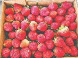 கட்சிரோலி பகுதியில் ஸ்ட்ராபெர்ரி சாகுபடி அதிக லாபம் தந்துள்ளதாக விவசாயிகள் மகிழ்ச்சி