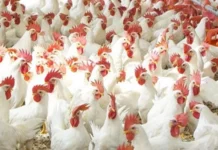 கர்நாடக மாநிலத்தில் பறவைக் காய்ச்சல்