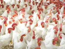 கர்நாடக மாநிலத்தில் பறவைக் காய்ச்சல்