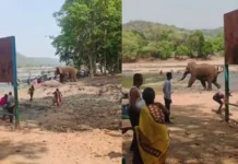 காட்டு யானை தாக்கி சுற்றுலா பயணி காயம்