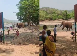 காட்டு யானை தாக்கி சுற்றுலா பயணி காயம்