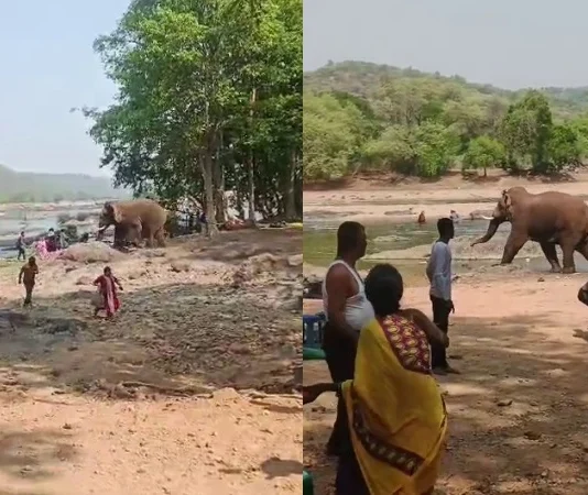 காட்டு யானை தாக்கி சுற்றுலா பயணி காயம்