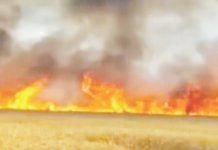 கோதுமை பயிர்கள் தீயில் கருகி நாசம்