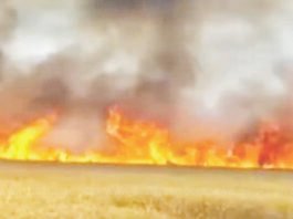 கோதுமை பயிர்கள் தீயில் கருகி நாசம்