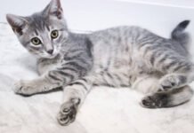 இரு வீட்டு சண்டையால் அனாதைகள் ஆன பூனை குட்டிகள்