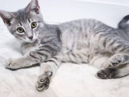 இரு வீட்டு சண்டையால் அனாதைகள் ஆன பூனை குட்டிகள்