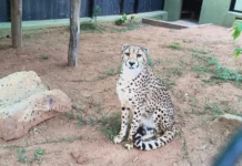 பெங்களூருக்கு நடுநிசியில் வந்திறங்கிய தென் ஆப்பிரிக்க சிறுத்தைகள்