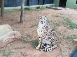 பெங்களூருக்கு நடுநிசியில் வந்திறங்கிய தென் ஆப்பிரிக்க சிறுத்தைகள்