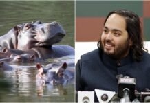 80 நீர்யானைகளை கொல்ல முடிவு