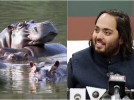 80 நீர்யானைகளை கொல்ல முடிவு