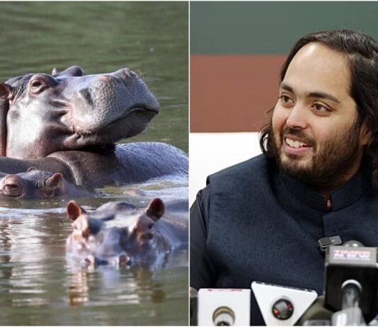 80 நீர்யானைகளை கொல்ல முடிவு