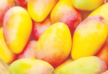 கர்நாடகத்தில் மாம்பழம் விலை உயர்வு